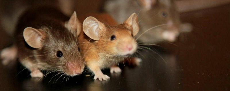Все о мышах в Котовске | ЗооТом - продажа, вязка и услуги для животных в Котовске