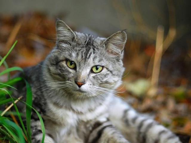 Энциклопедия ЗооТом в Котовске Энциклопедия ЗооТом в Котовске