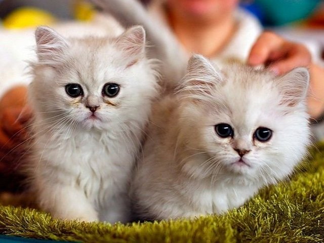 Породы кошек в Котовске | ЗооТом портал о животных