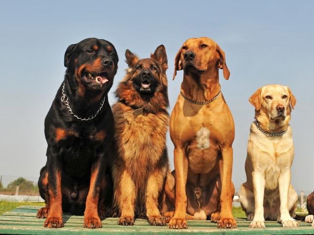 Крупные породы собак в Котовске | ЗооТом портал о животных